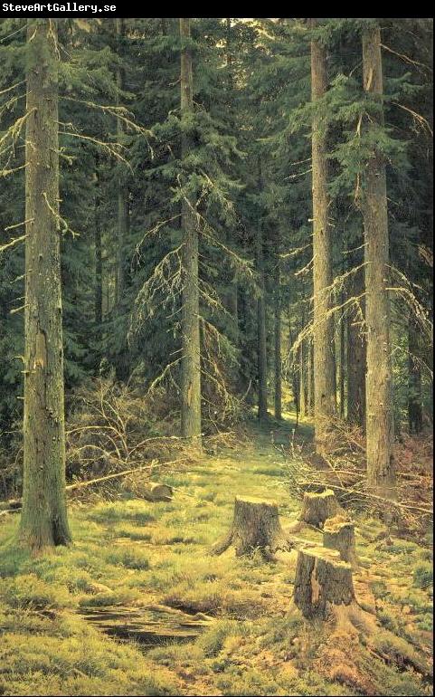 Ivan Shishkin Coniferous Forest